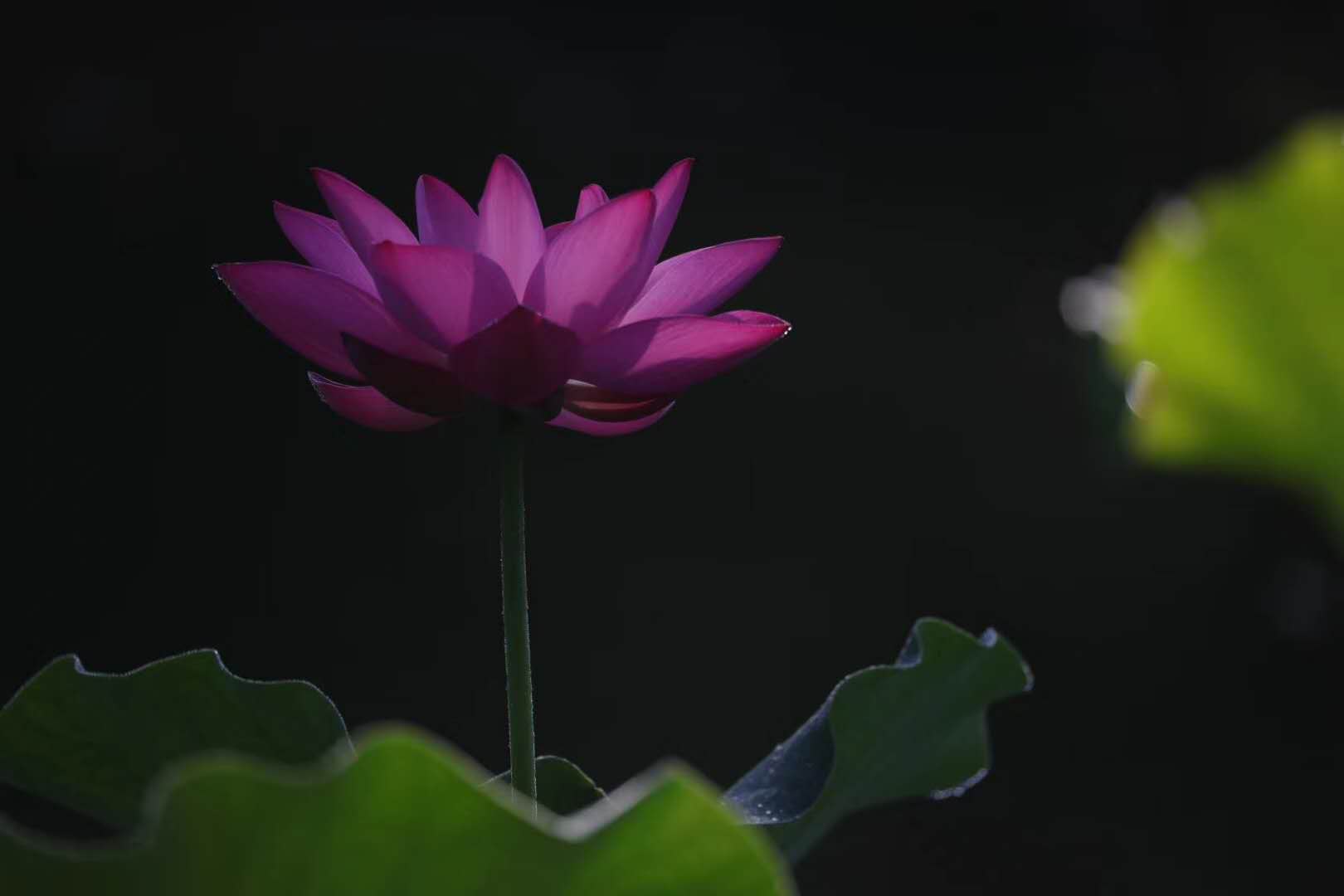 吃素等同于吃斋?